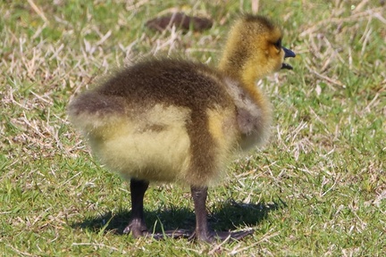 Canada Goose gosling