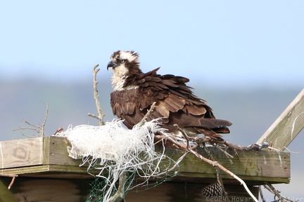 Osprey