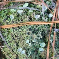 Pixie Cup Lichen
