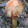 Amanita