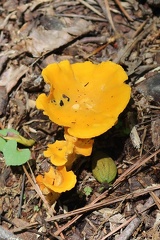 Golden Chanterelle