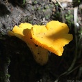 Golden Chanterelle