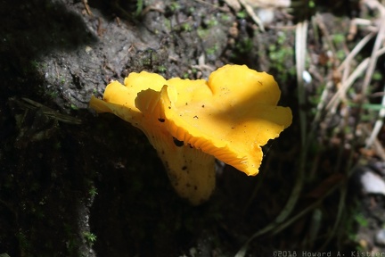 Golden Chanterelle
