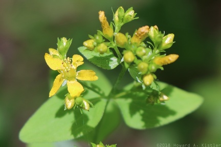 Spotted St. John's Wort