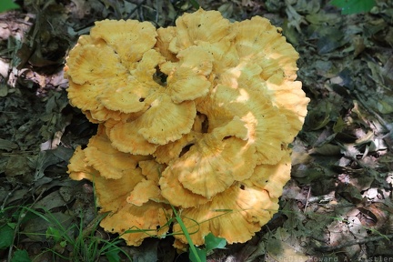 Chicken Of The Woods