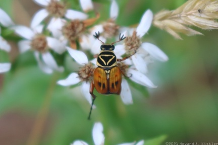 Delta Flower Scarab on White Wood Aster