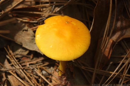 Amanita