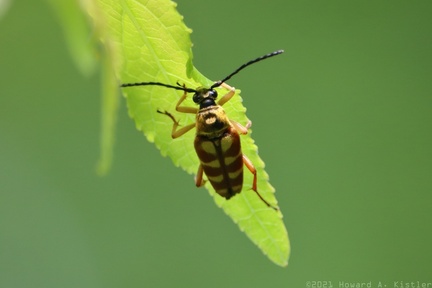 Banded Longhorn