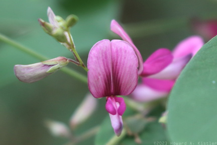 Shrub Bush Clover
