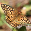Variegated Fritillary