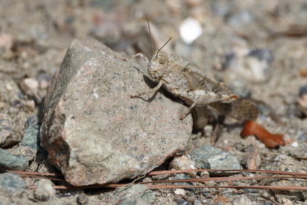Grasshopper