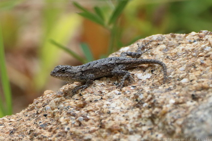 Eastern Fence Lizard