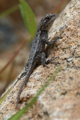 Eastern Fence Lizard