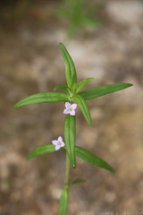 Rough Buttonweed