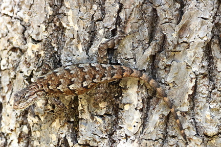 Eastern Fence Lizard