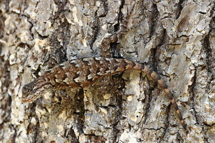 Eastern Fence Lizard