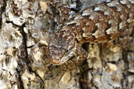 Eastern Fence Lizard