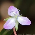 Marsh Dewflower