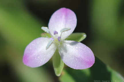 Marsh Dewflower