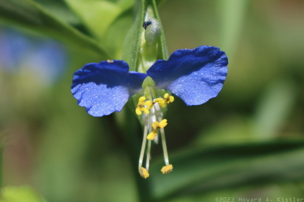 Common Dayflower
