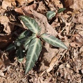 Spotted Wintergreen