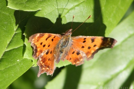 Eastern Comma