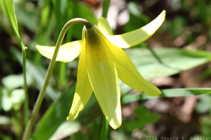 Trout Lily