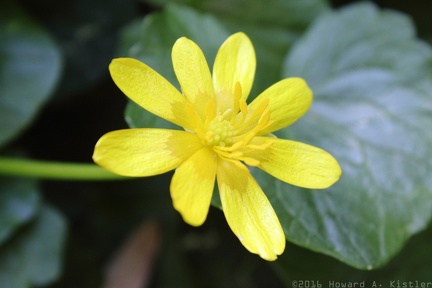 Lesser Celandine
