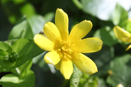Lesser Celandine