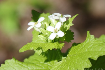 Garlic Mustard