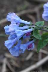 Virginia Bluebells