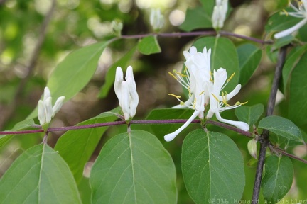 Amur Honeysuckle