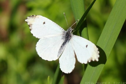 Falcate Orangetip