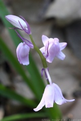English Bluebell