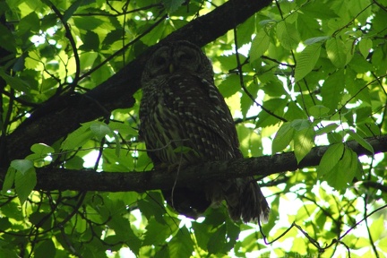 Barred Owl