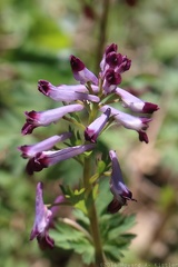 Common Fumitory