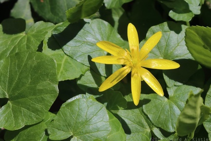 Lesser Celandine