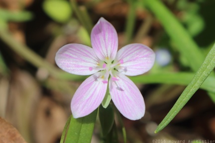 Spring Beauty