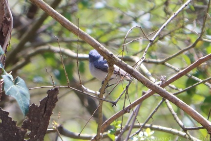 Blue-gray Gnatcatcher