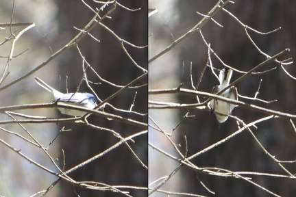 Blue-gray Gnatcatcher