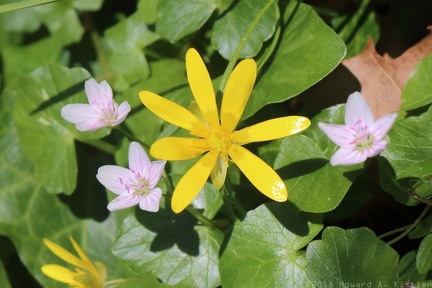 Spring Beauty & Lesser Celandine