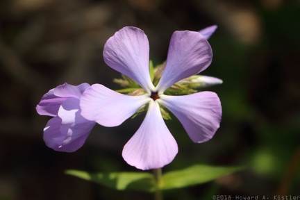 Wild Blue Phlox