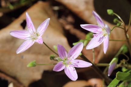 Spring Beauty