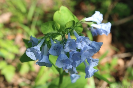 Virginia Bluebells
