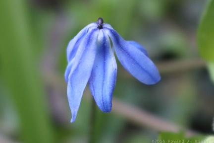 Siberian Squill