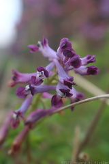 Common Fumitory