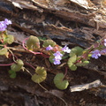 Ground Ivy