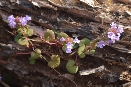 Ground Ivy