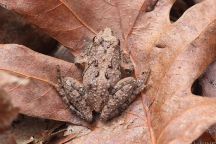 Northern Cricket Frog