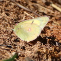 Orange Sulphur